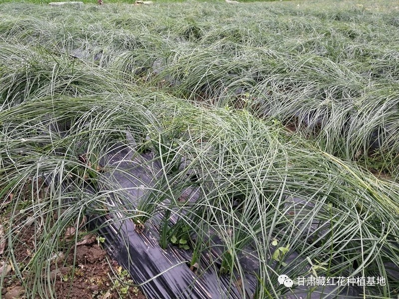 2031年藏红花种球价格,2021藏红花种球价格