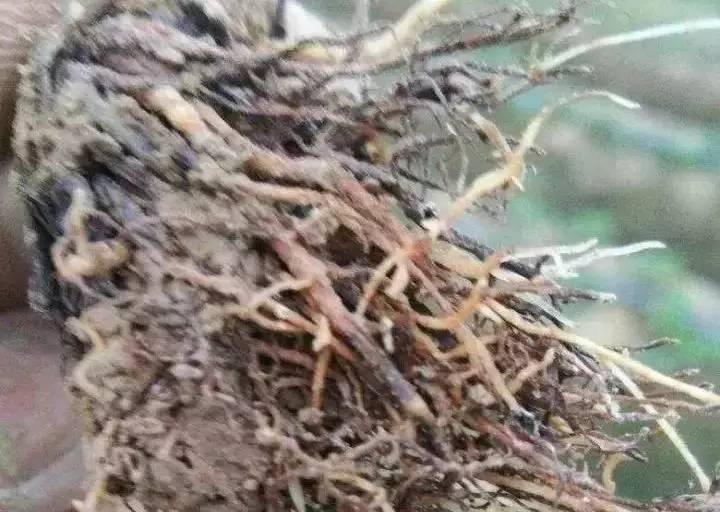 草莓刚刚定植叶片干边焦枯怎么办,草莓叶子发黄不长是怎么回事