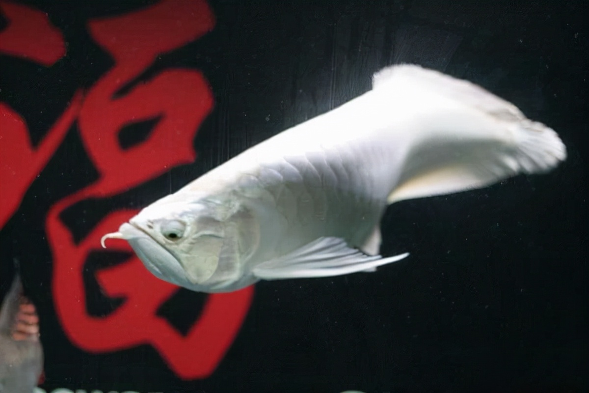 龙鱼单侧掉眼解决方法,龙鱼掉眼手术多少钱