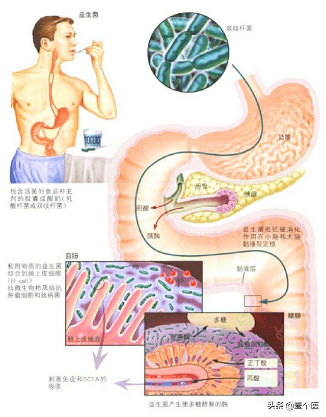 大便形成科普,大便呈球状是怎么回事?