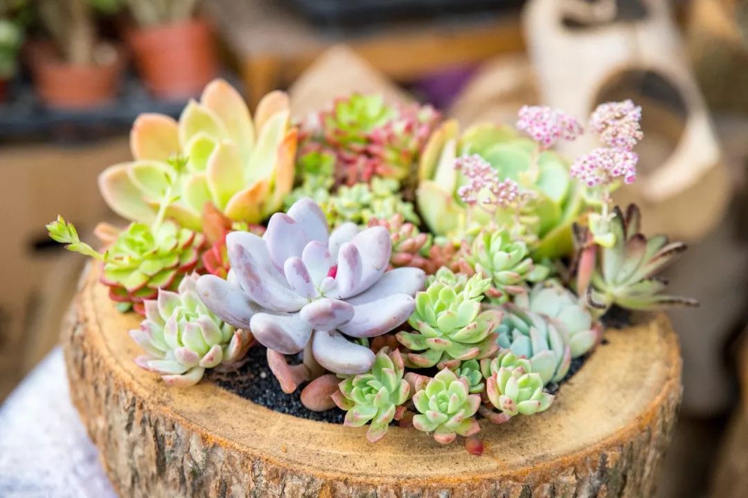 广州最大的花卉市场有哪些店,广州最便宜的花卉交易市场