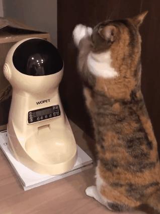 假期不出门的猫,假期不在家猫怎么办