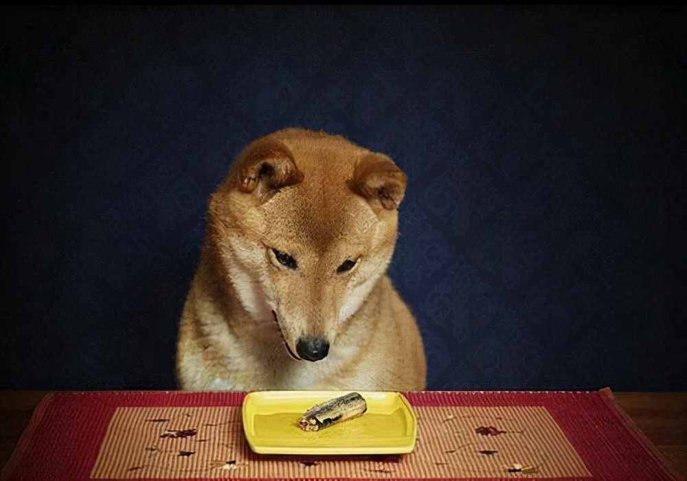 狗狗护理日常介绍,狗狗生理期过后一直流血怎么办