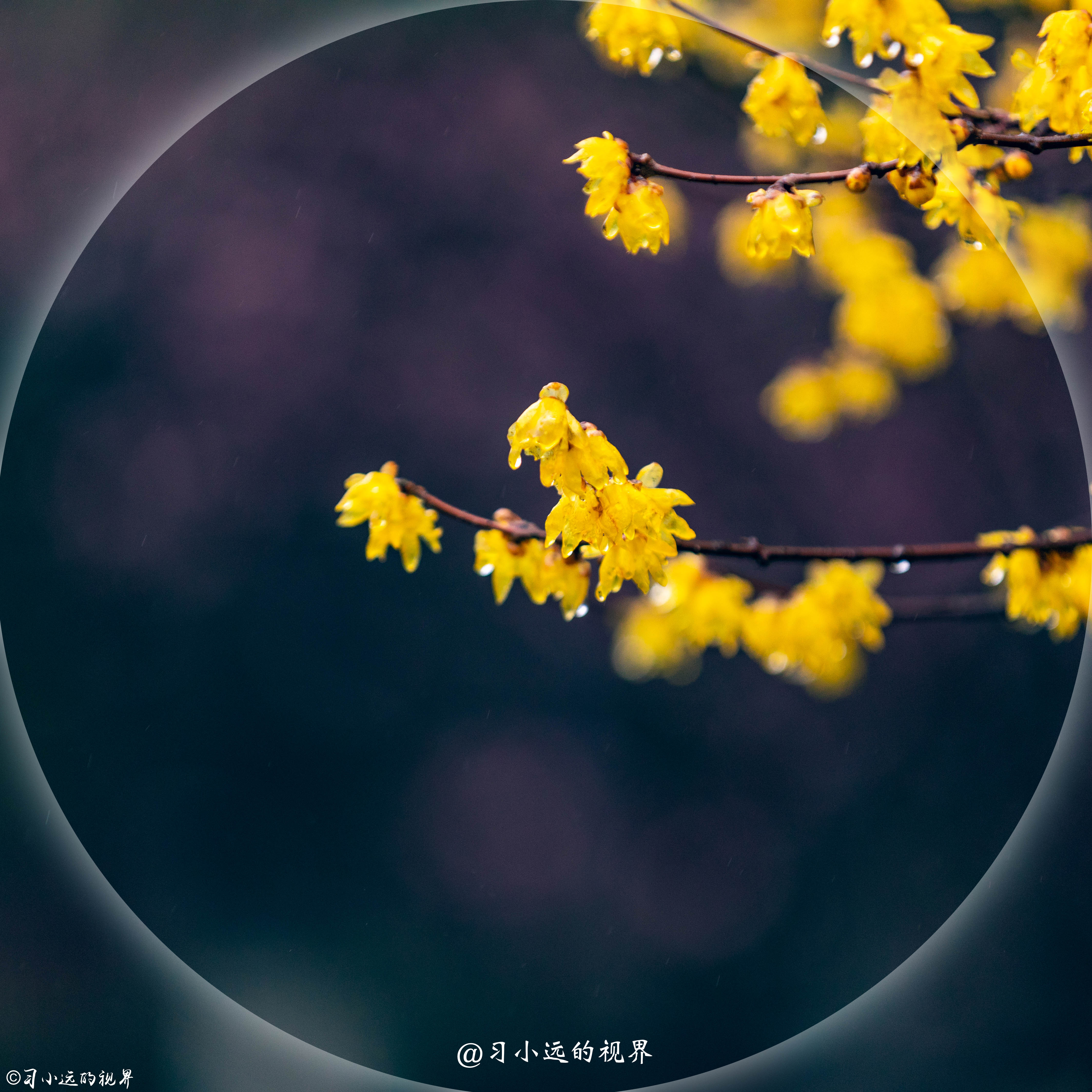 这个藏于梅花深处的幽静山庄，让你抛却繁杂，静享浮光