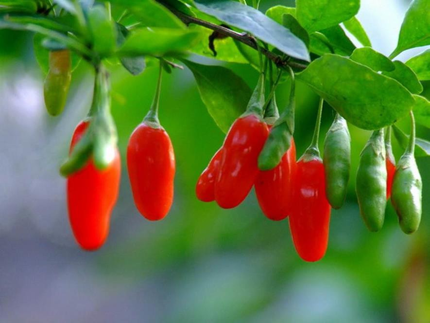 百种味道的果子,四季百种果子图片