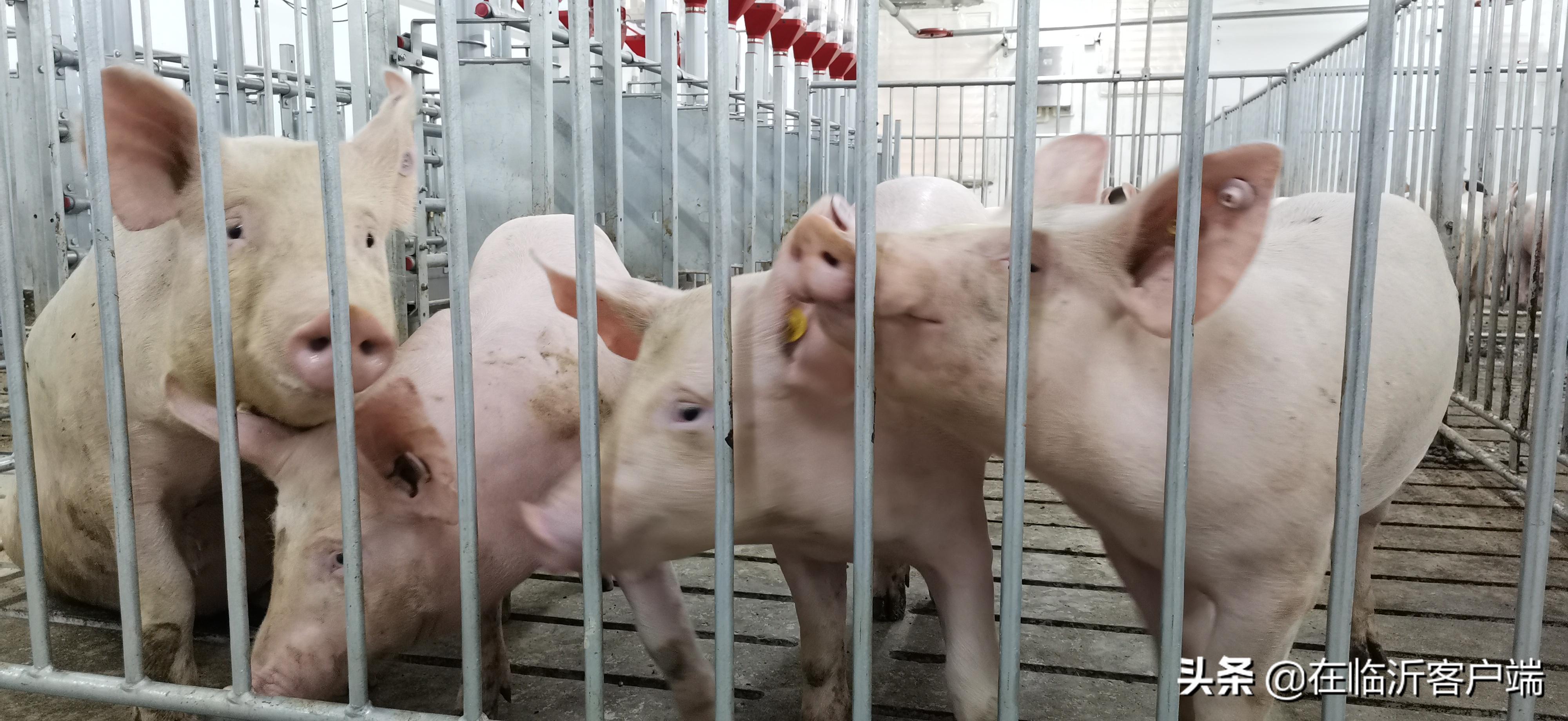 猪命贵！涨价的背后：生猪养殖行业的利润史无前例，屠宰企业赔钱来满足市场供应，屠宰一头猪赔100元左右