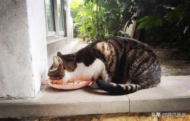 猫咪也会做噩梦吗,猫也会做噩梦吗