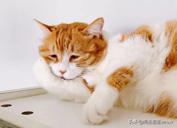 你有猫病表情包,你有猫病啊图片