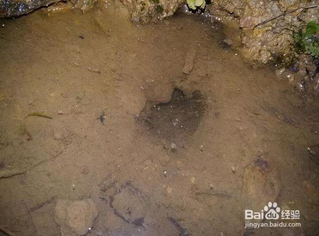 黄鳝首选位置,黄鳝地笼一般放在什么位置