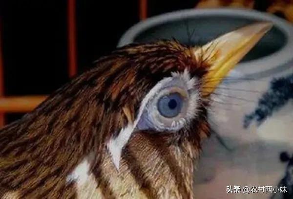 怎样辨别一款画眉鸟饲料的好坏,画眉鸟饲料的选择