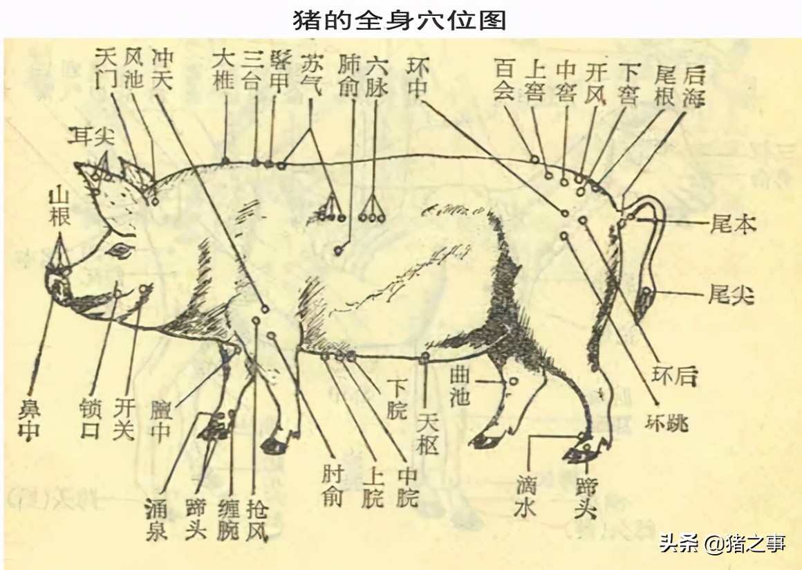 养猪人要懂的知识,生猪养殖结构图