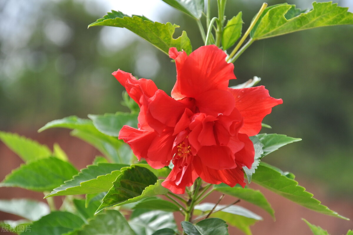 扶桑如何才能养好,扶桑为什么不能在家里养