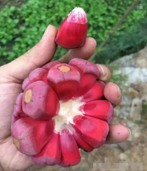 吃起来像葡萄又不是葡萄的水果,和葡萄似的特别甜的水果