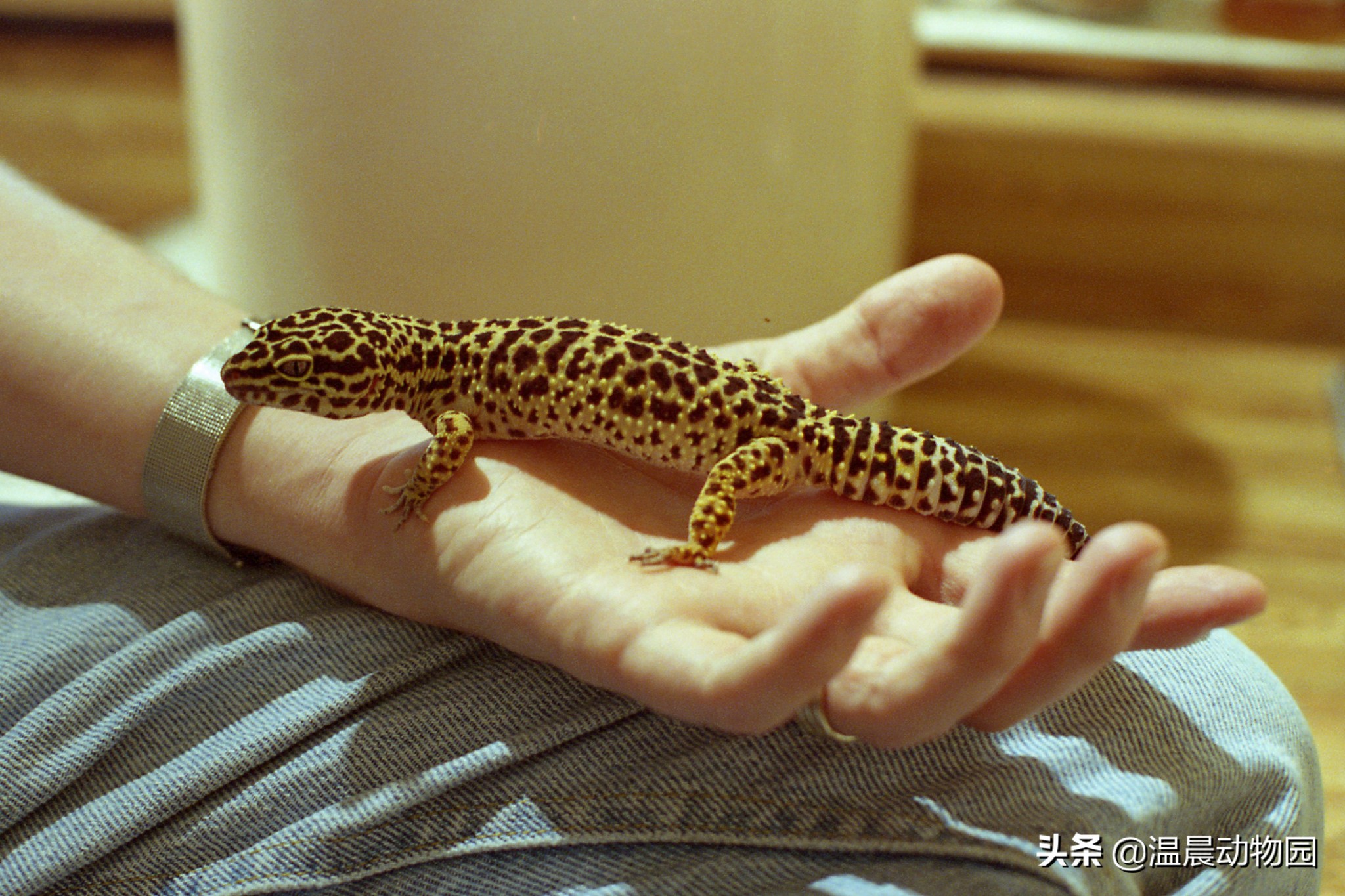 豹纹守宫爬行缓慢,豹纹守宫蜥蜴到底有多聪明