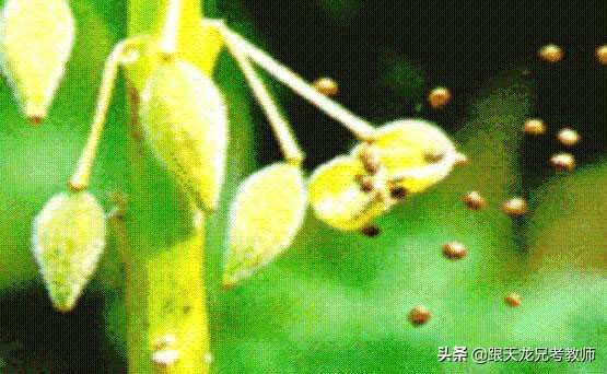 科学活动种子的旅行教案,小种子发芽了科学教案中班