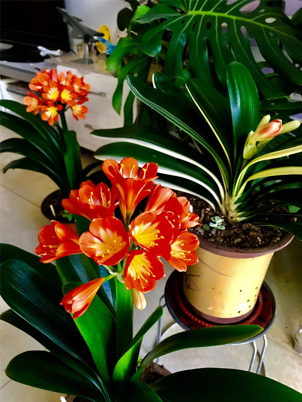 适合邻居养的十种花,养这7种花大人小孩都能养好