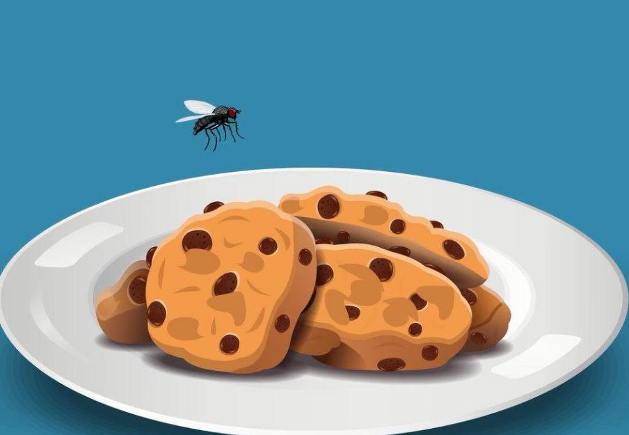 苍蝇为什么要停下一直搓手视频,为什么苍蝇一停下就搓手