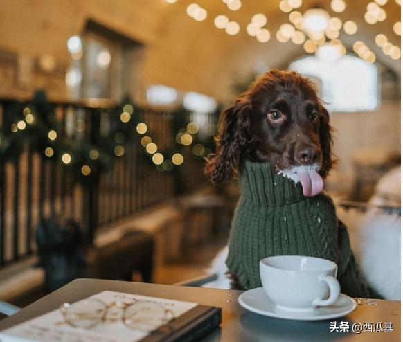 狗喝了咖啡会怎么样,狗能不能喝咖啡拿铁