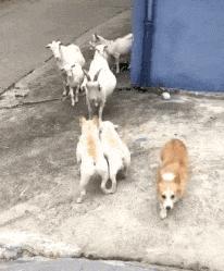 搞笑动图gif女司机,搞笑动图gif图片哪里下载