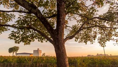 波尔多十大最贵葡萄酒,波尔多哪年的葡萄酒最好