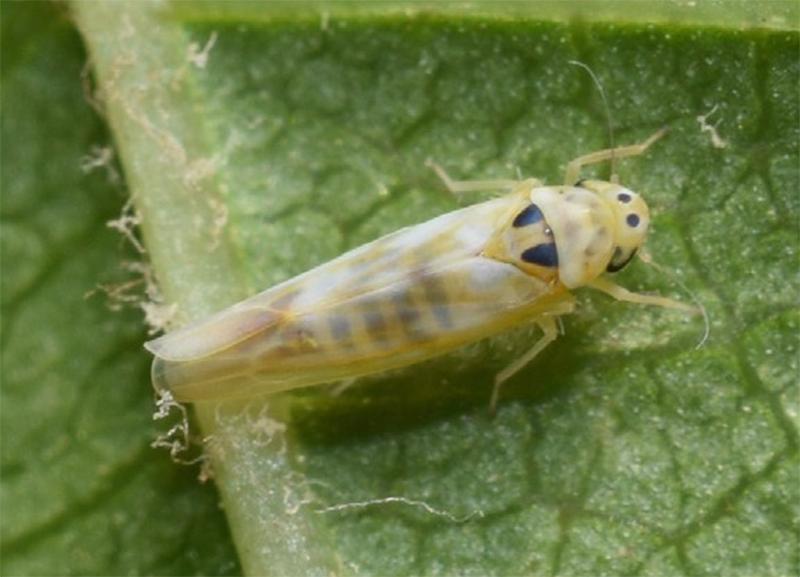 葡萄叶蝉的防治方法,葡萄上的小飞虫怎样防治