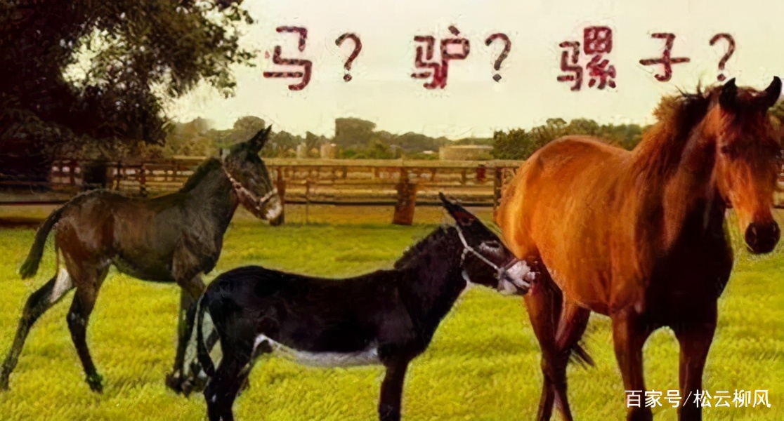 驴和马生骡子是杂交育种吗,马和驴的杂交染色体是如何结合的