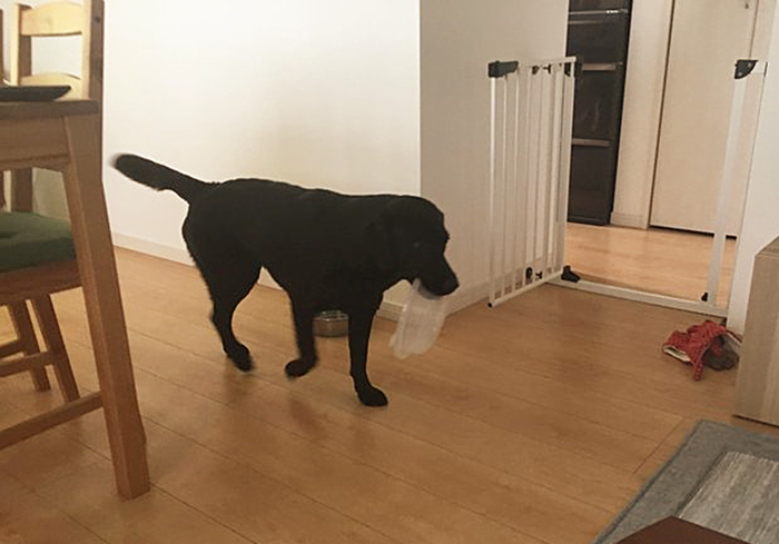 拉布拉多犬吃饭把碗吃个洞,拉布拉多叼着饭盆一脸不屑