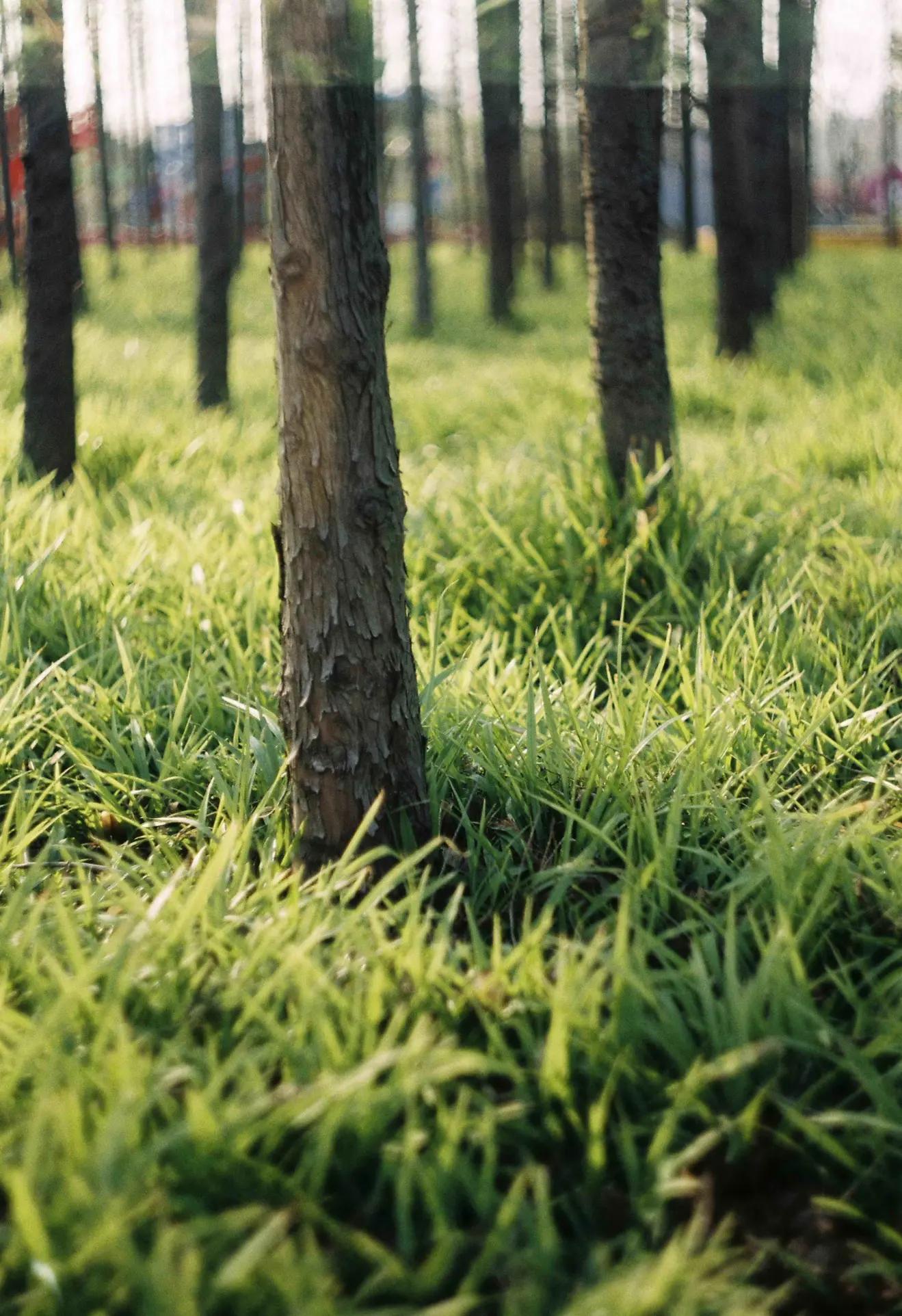 是谁发明了彩色相机,康泰时相机发展史