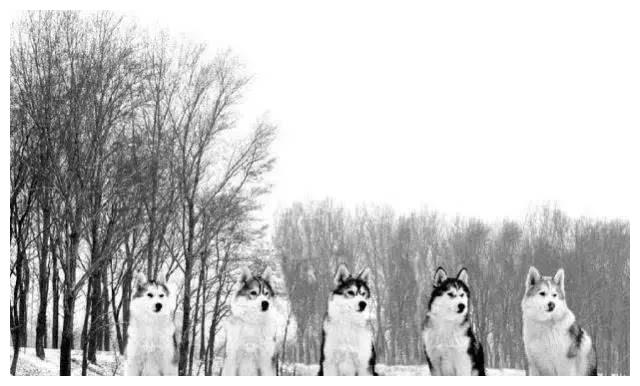 狗狗品种大全及介绍,狗狗品种大全带你走进狗狗的世界