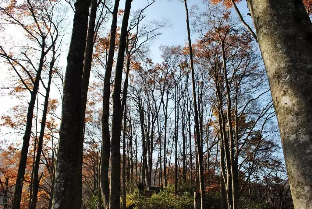 如果有一天累了就回老家到处走走,如果有一天累了就回来吧