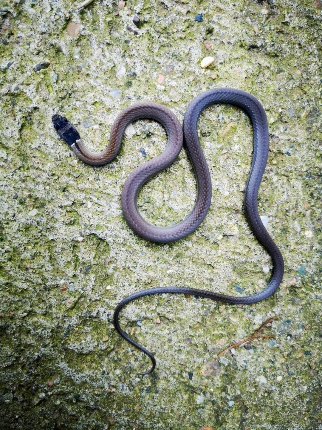 生平第一次见到的蛇,认识全世界的蛇