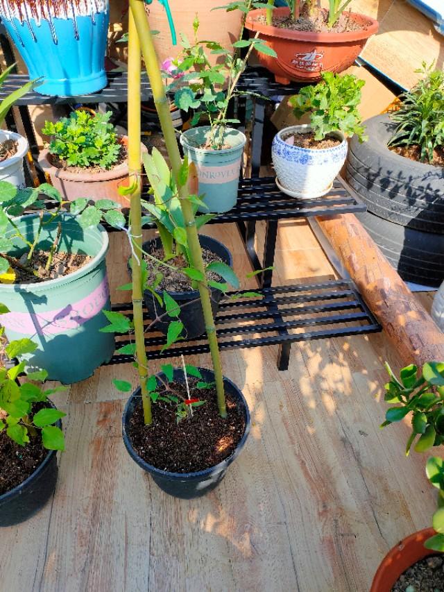 不用木头自制花架最简单的方法,请教DIY高手如何自制花架