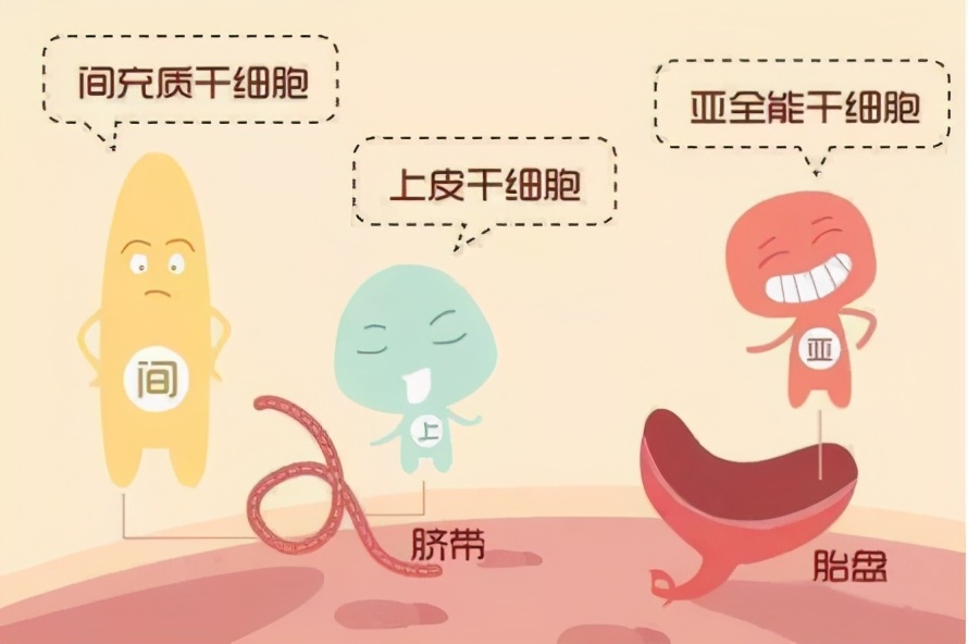 脐带血干细胞和脐带干细胞一样吗,脐带血干细胞属于什么干细胞类型