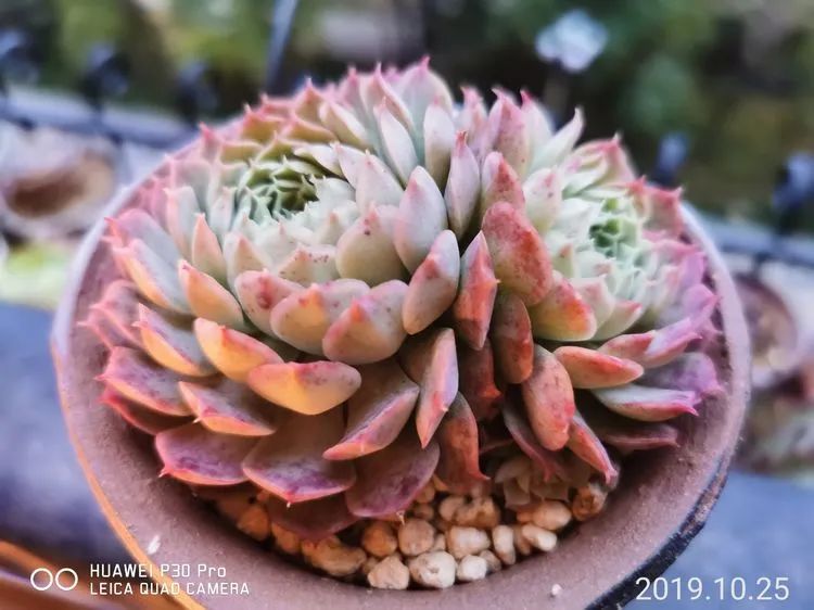 养多肉的人生感悟,人生如同养花