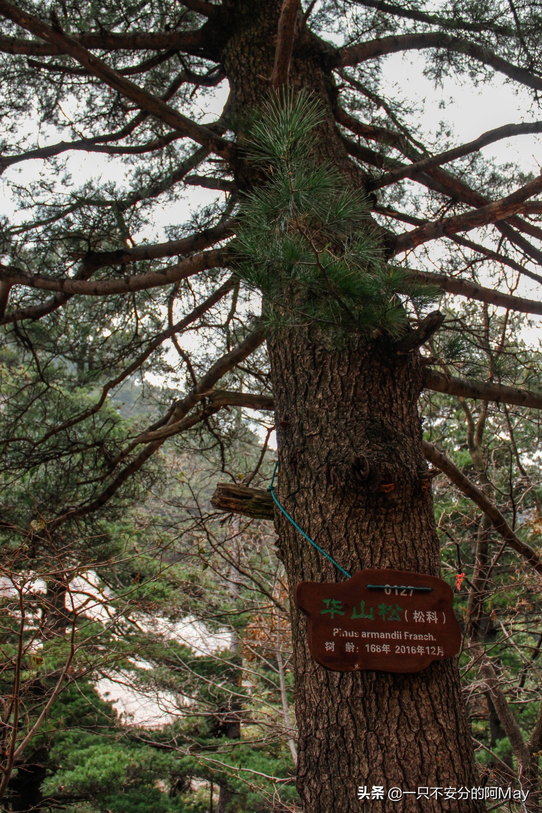 为什么爬华山都是夜爬,华山自古一条道很有必要爬吗