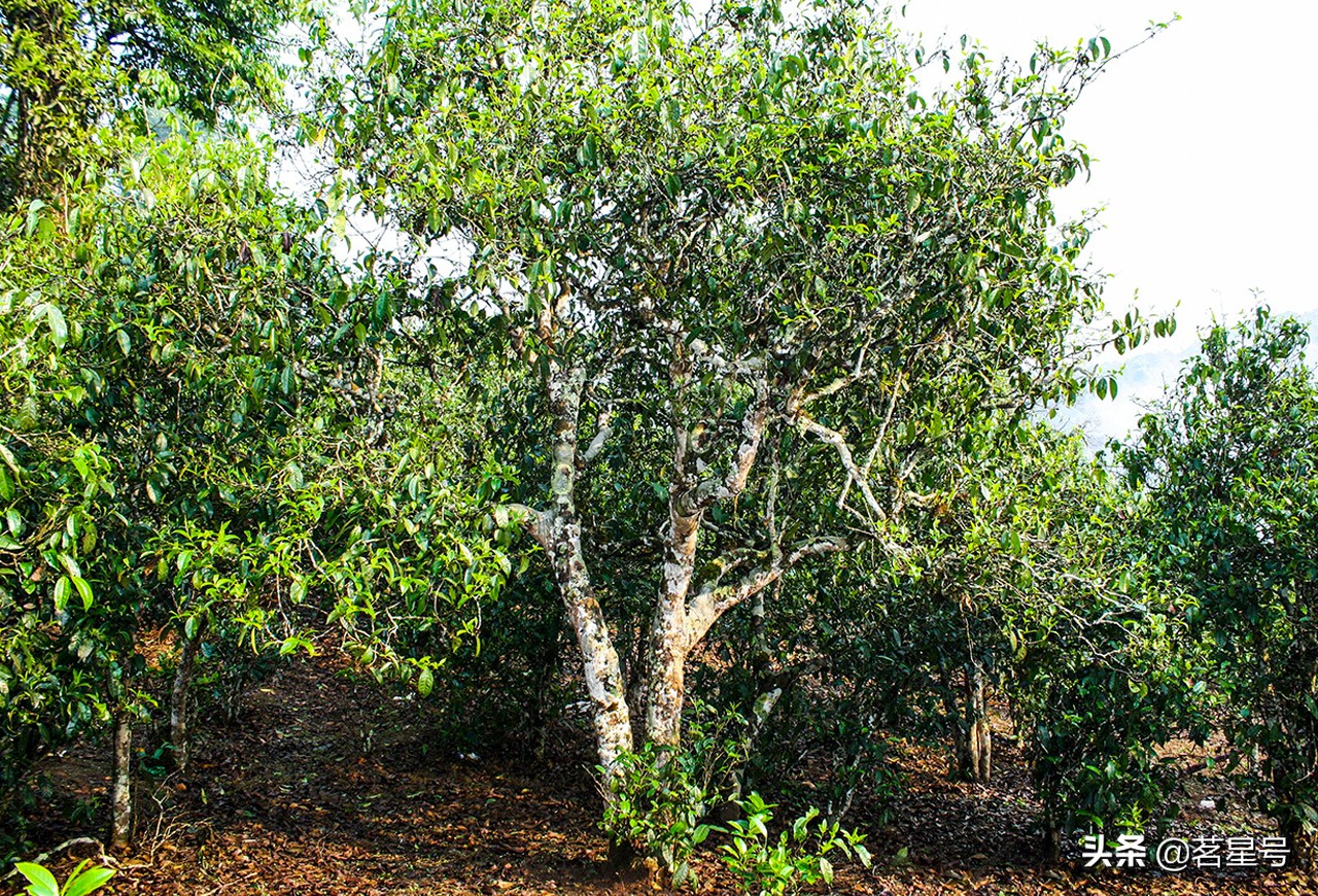如何识别冰岛古树普洱茶,如何辨别冰岛普洱叶底真假