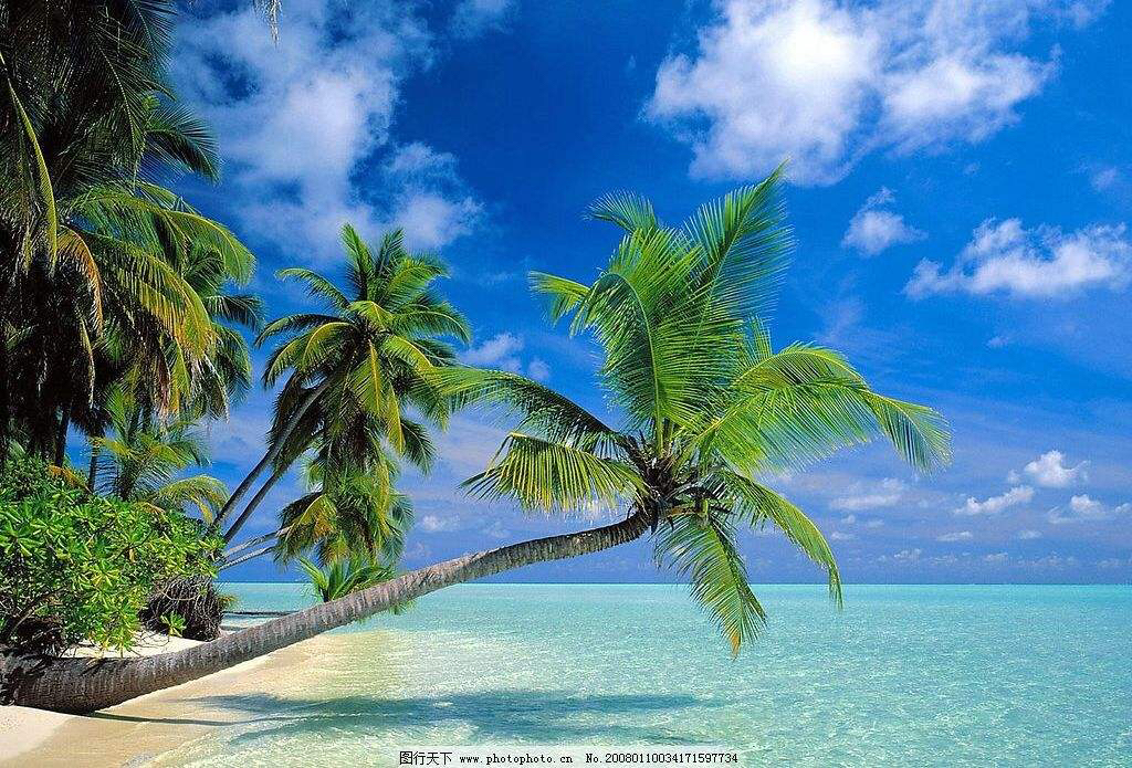 椰根,中药材甘蔗根