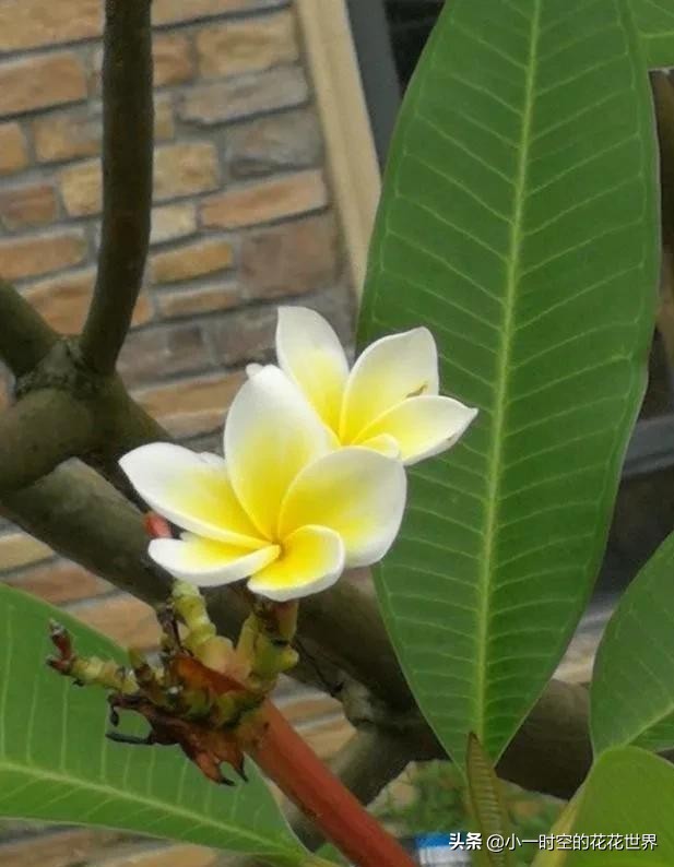 花花世界很美好下一句,花花世界很独特