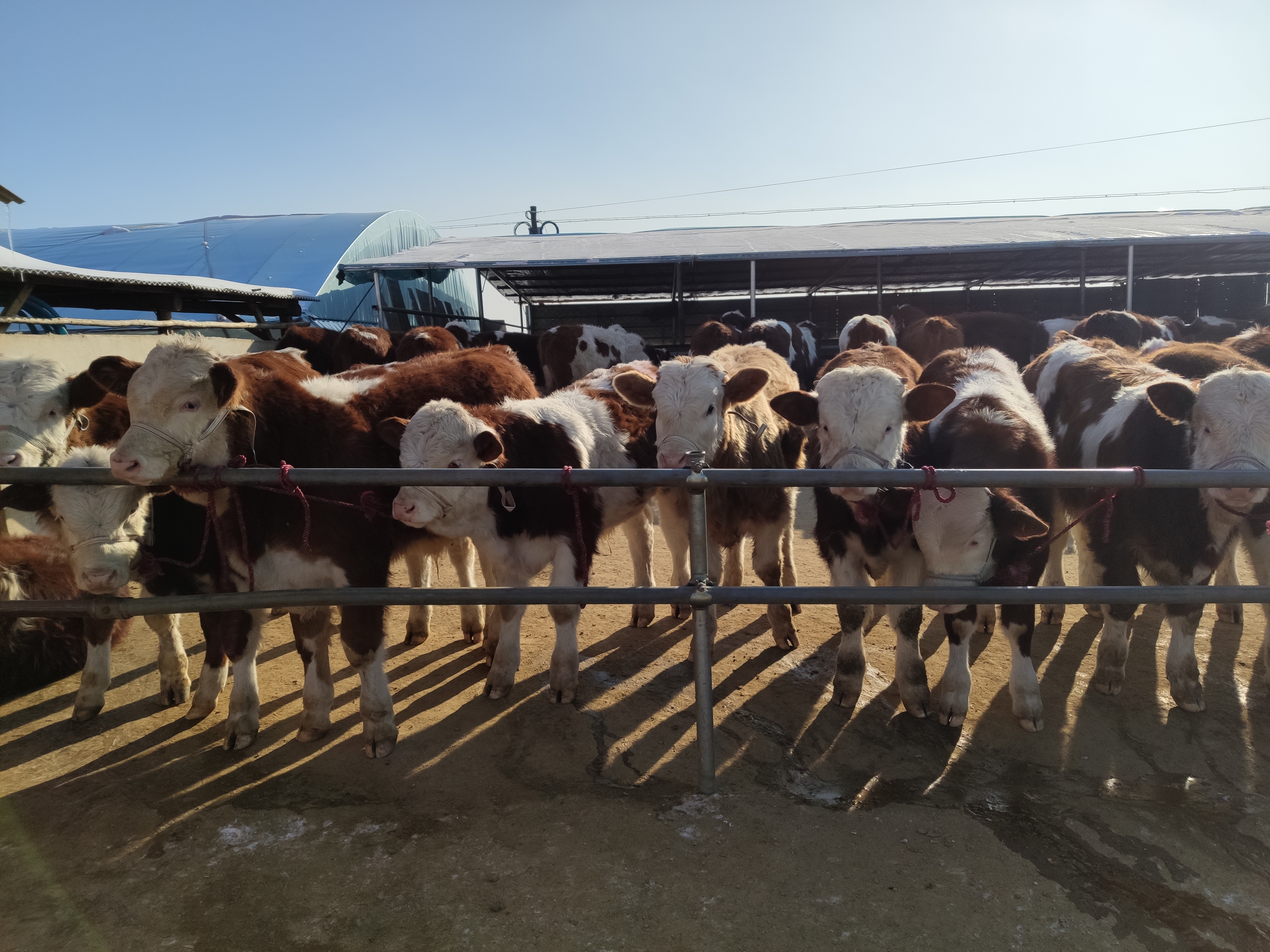 养牛一般养什么牛最好,新手入行养牛养什么牛比较好