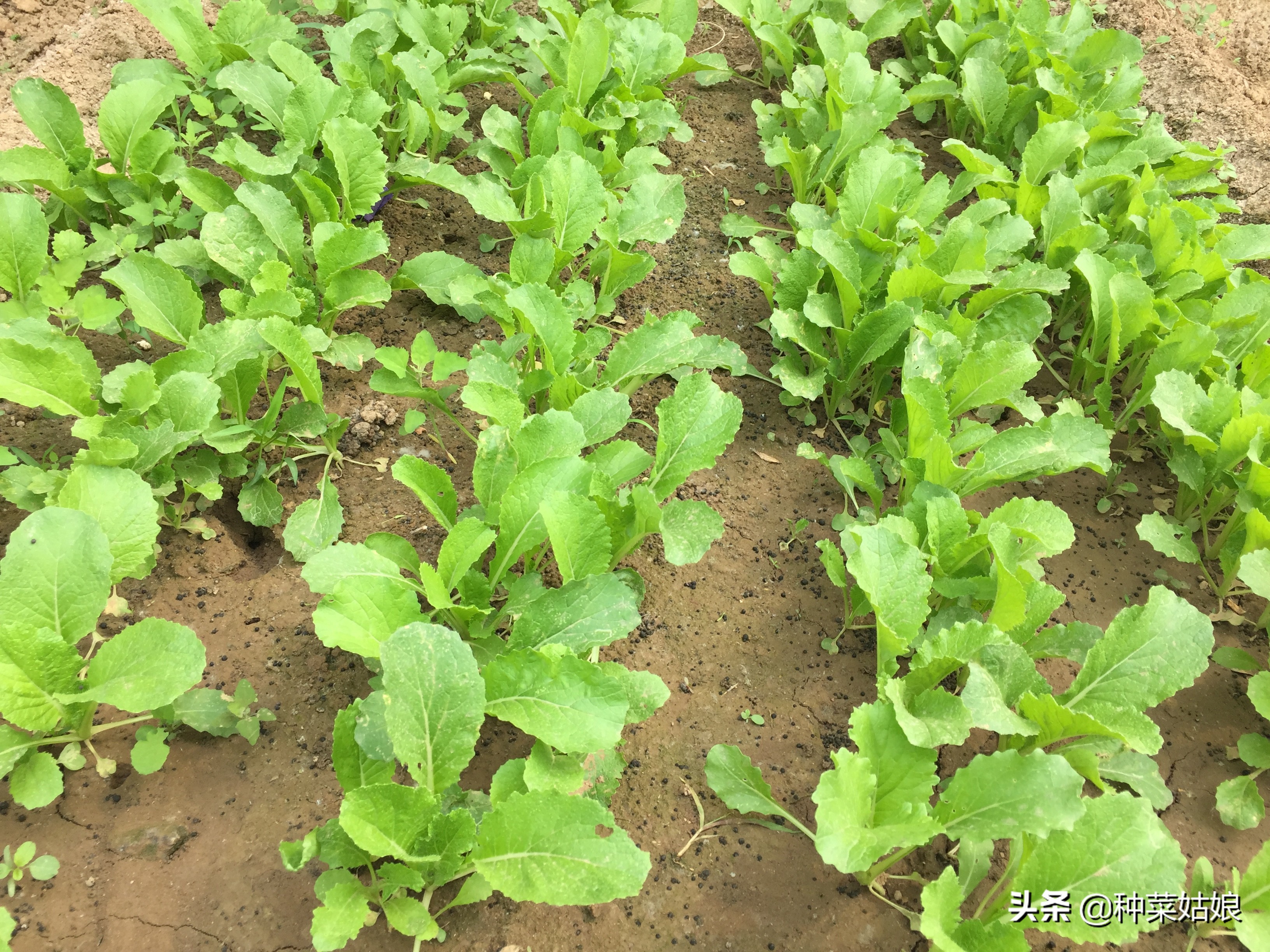 种植蔬菜长得慢怎么办,种植蔬菜技巧小妙招视频