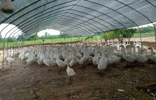 大学生回乡创业,“1元卖鸭”,一年赚300万,背后逻辑简单可复制