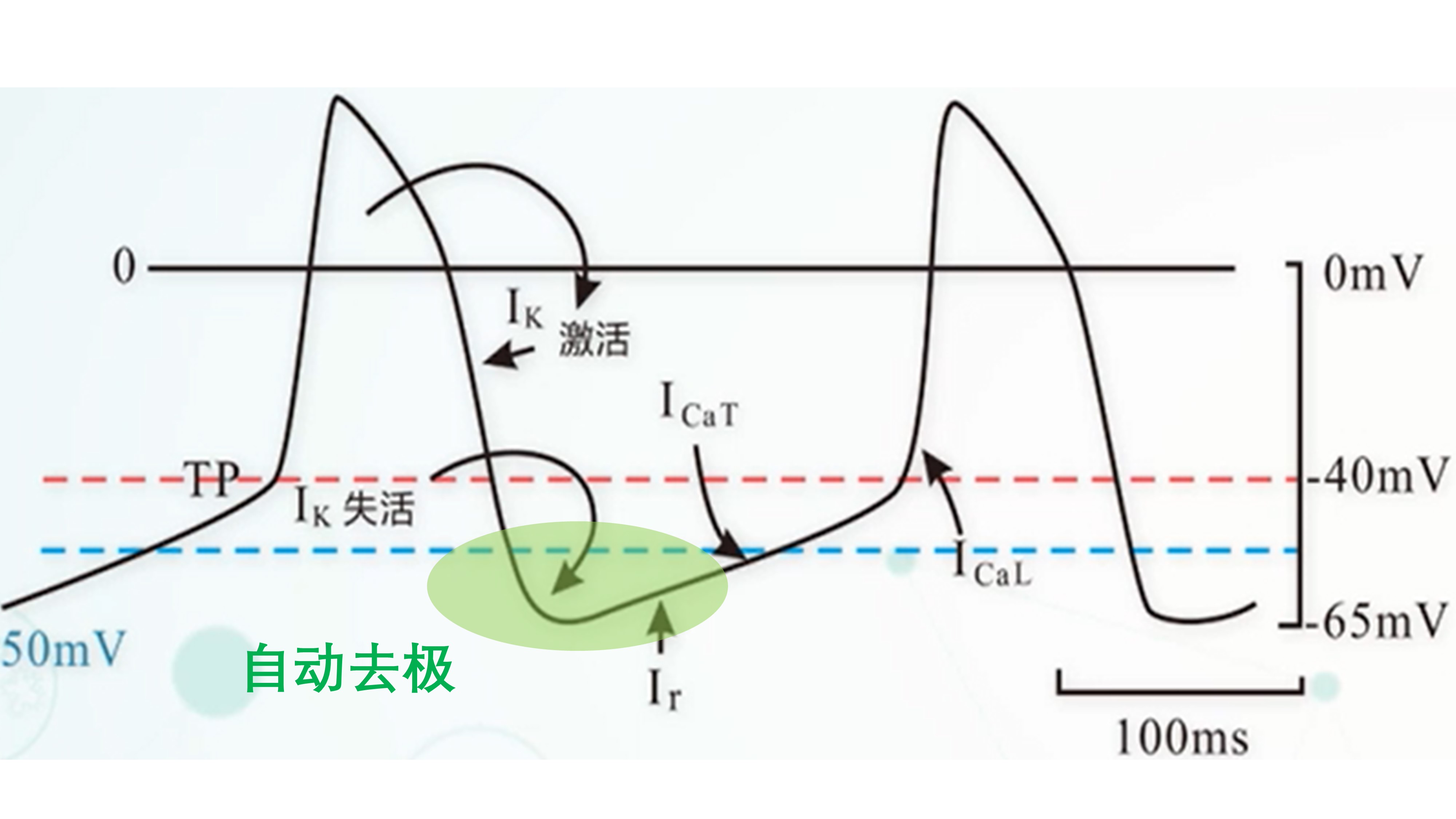我们是怎么动起来的,心动的人的心脏是怎么跳动的