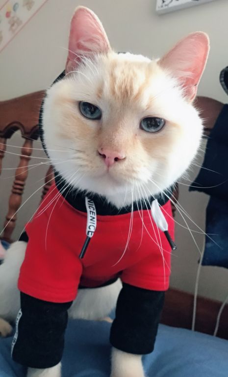 猫咪疯狂啃咬尾巴至出血，诊断后竟是得了抑郁症…