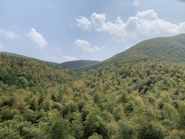 宜兴竹海自然风景图片,清新的竹林风景图片