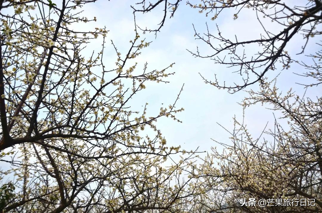 广州除了萝岗还有什么地方看梅花,广州萝岗还有梅花看吗