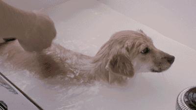 狗本来不掉毛却突然开始掉毛,狗狗身上毛秃了一块