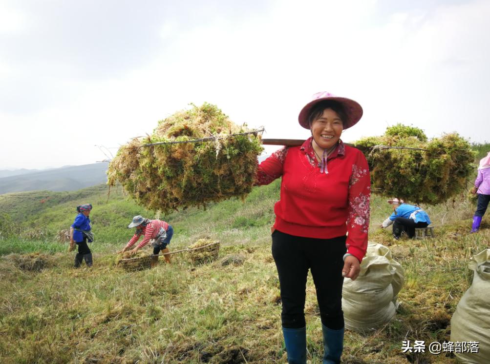 本是农村常见中药材，如今成了运输中的“急救包”，价格大涨