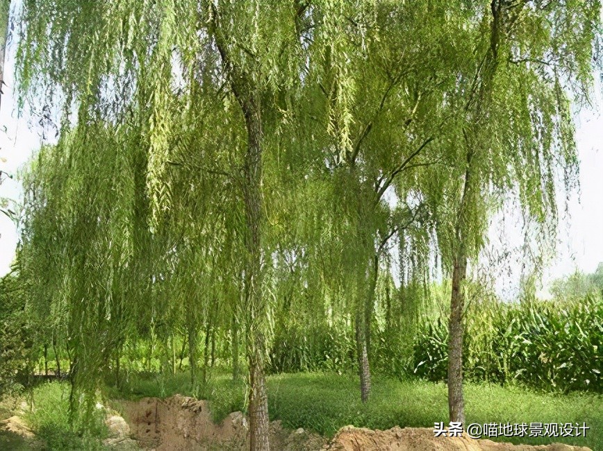 耐旱耐盐碱植物有哪些,耐盐碱的植物有哪些