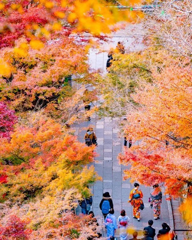 停车坐爱枫林晚，感受火红的秋