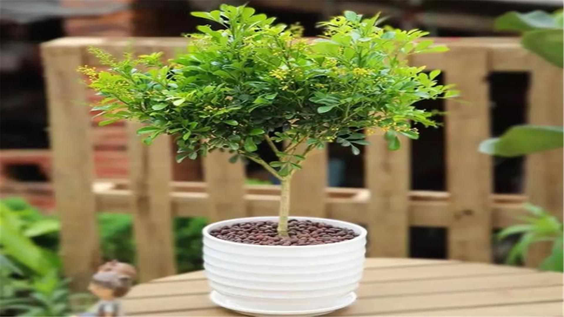 米兰春季的养殖方法,春天米兰枝头全剪光要怎么养护